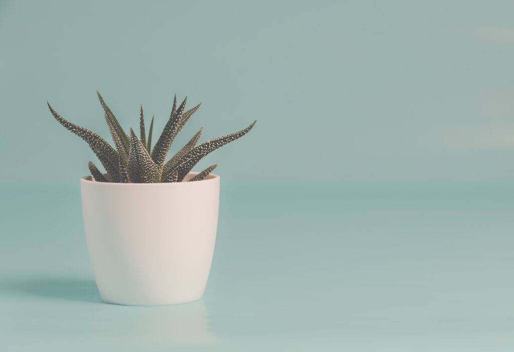 Picture of a small pot plant